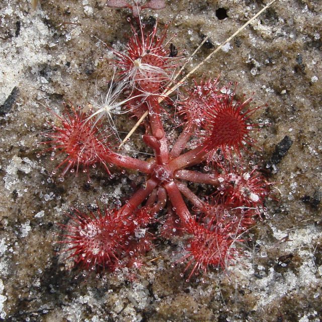 Pink Sundew