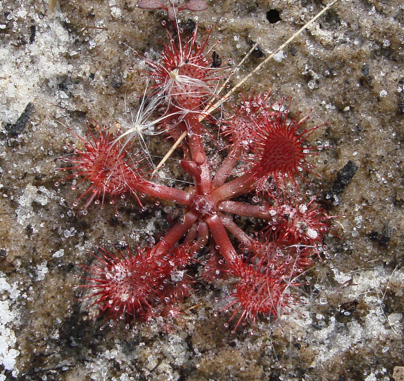 Pink Sundew
