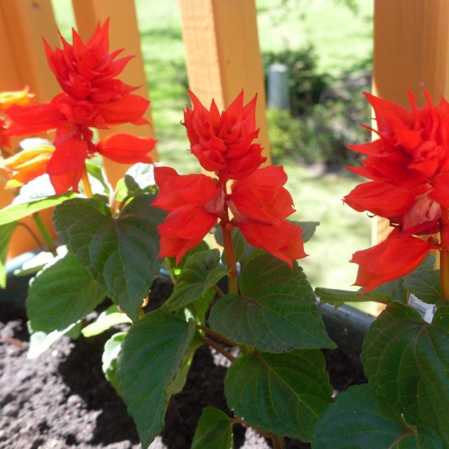 My Deck Garden