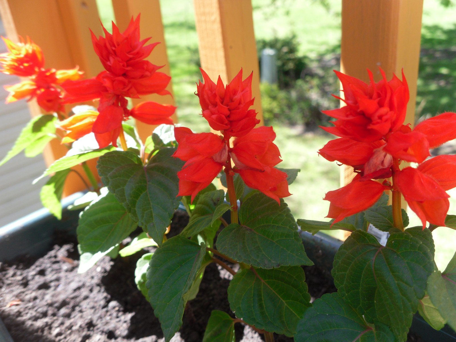 My Deck Garden