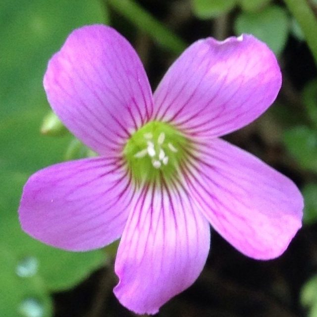 And They Call This Beauty A Weed...