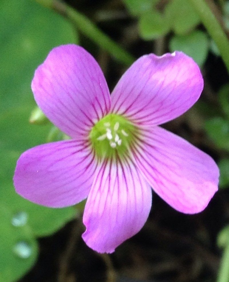 And They Call This Beauty A Weed...