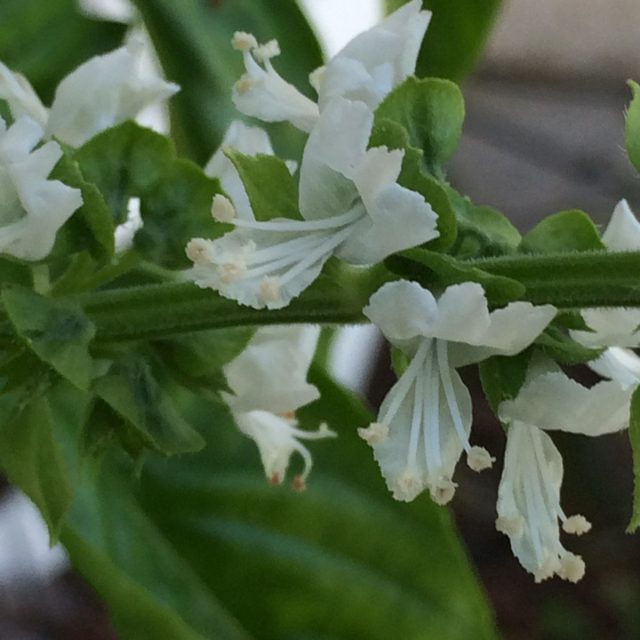 Basil Blooms
