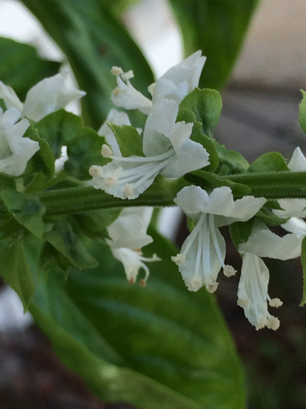 Basil Blooms