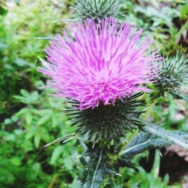 Purple Flower