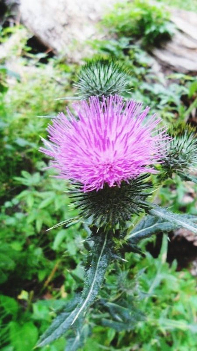 Purple Flower