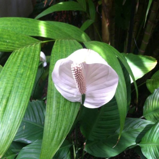 White Shell.