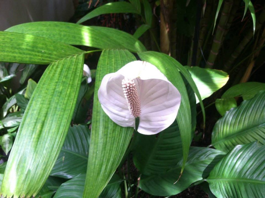White Shell.