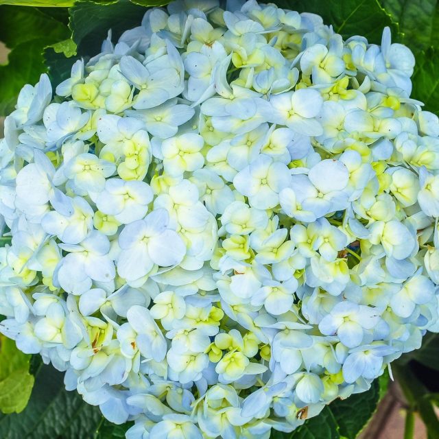 Blue Flower