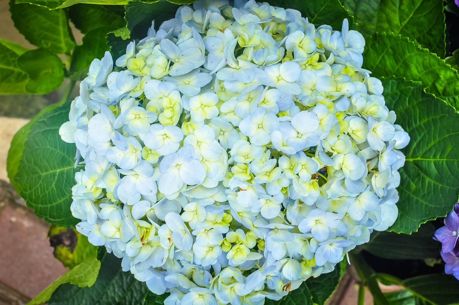 Blue Flower