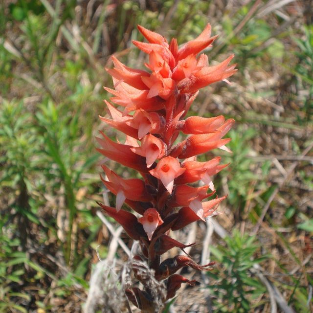 Leafless Beaked Orchid