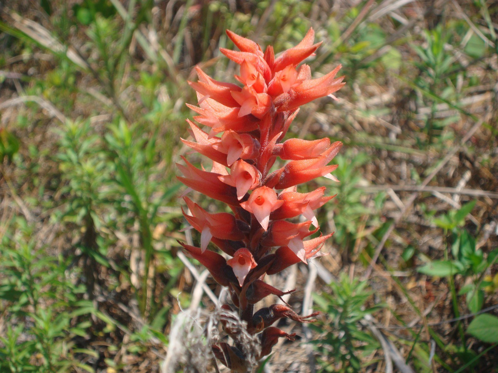 Leafless Beaked Orchid