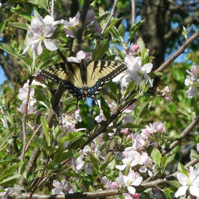 Dogwood With Butterfly