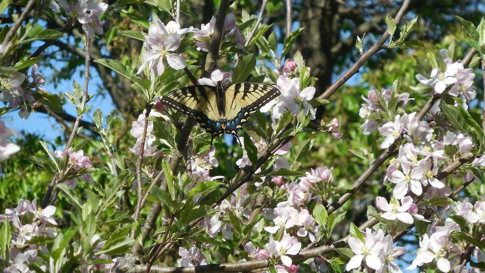 Dogwood With Butterfly
