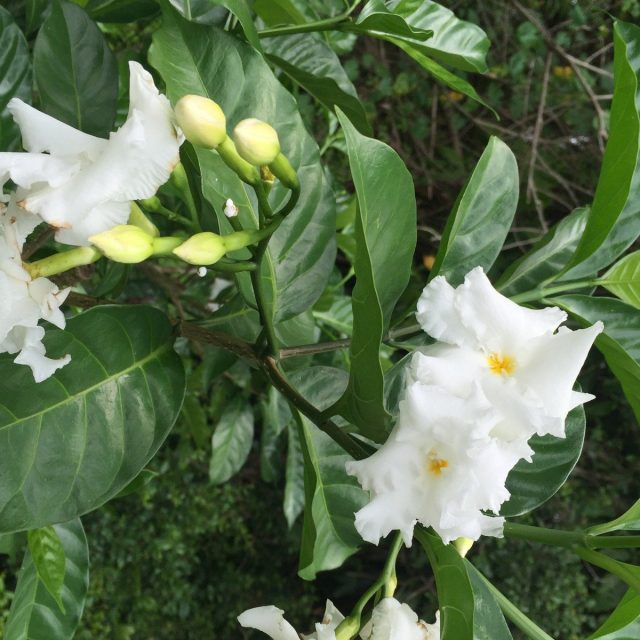 Old Timey Cape Jasmine
