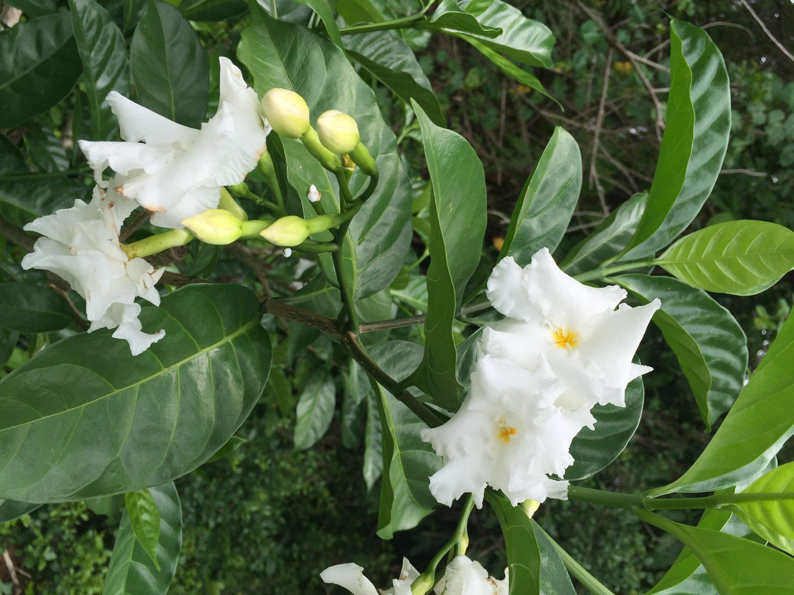 Old Timey Cape Jasmine