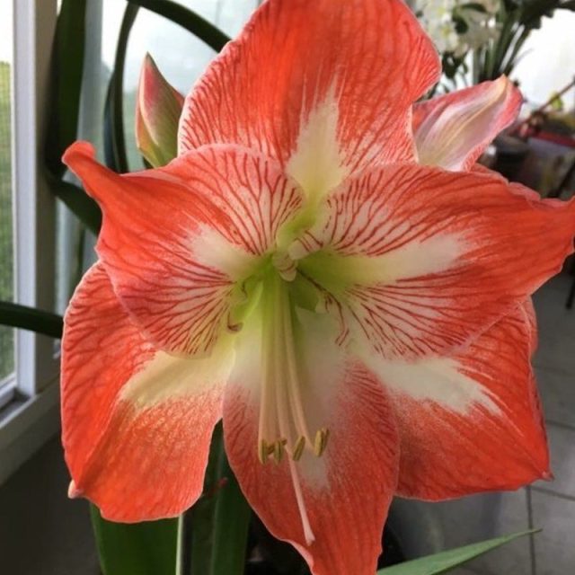 Amaryllis Beauty