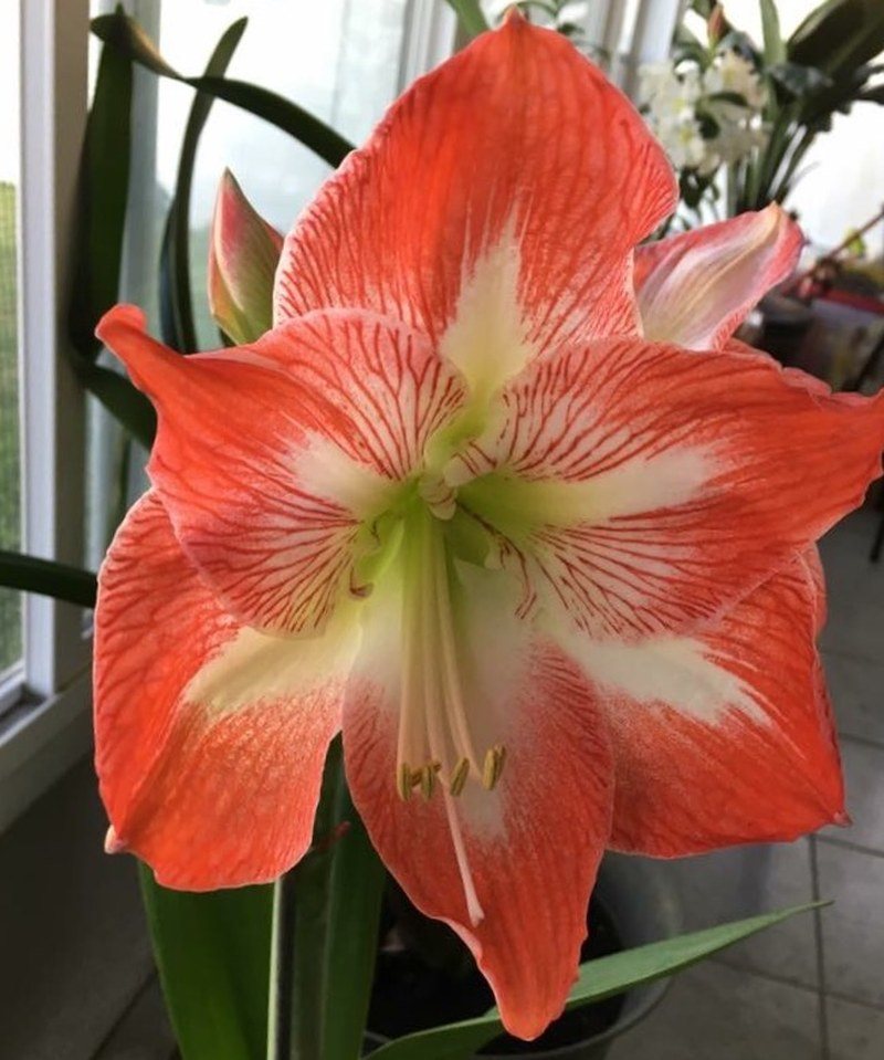 Amaryllis Beauty