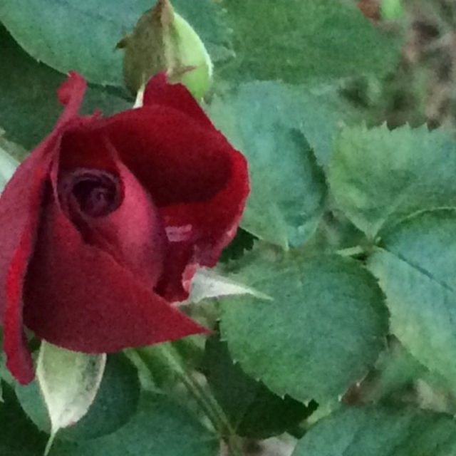 Backyard Rose