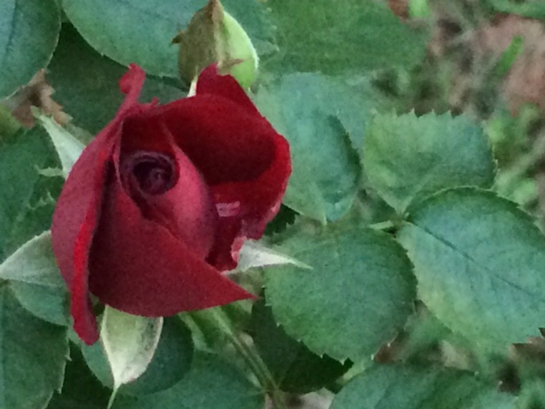 Backyard Rose