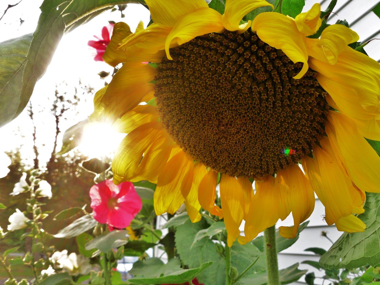 My Grandma's Flowers #3
