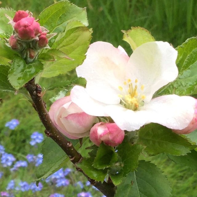 Monet's Garden