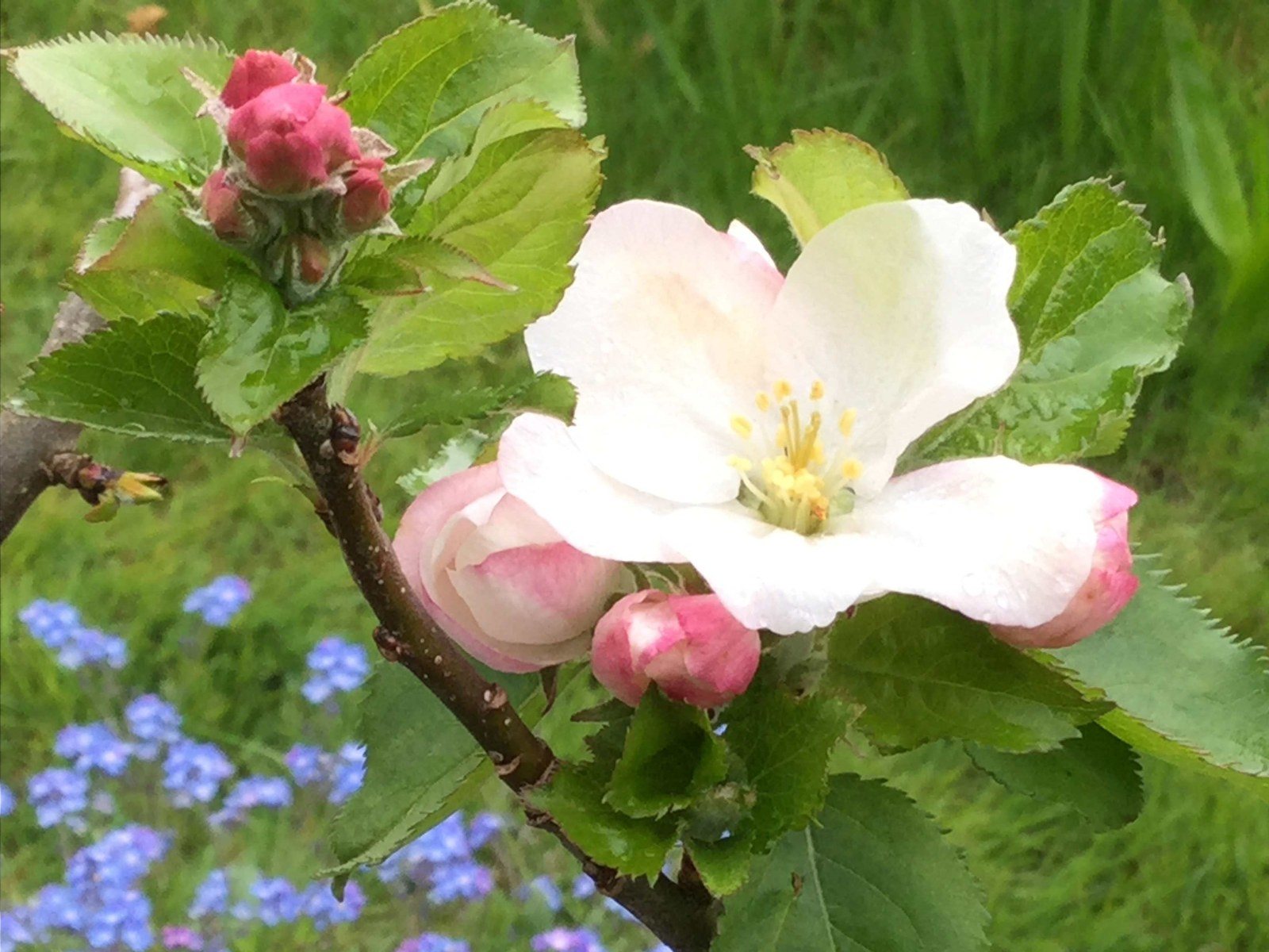 Monet's Garden