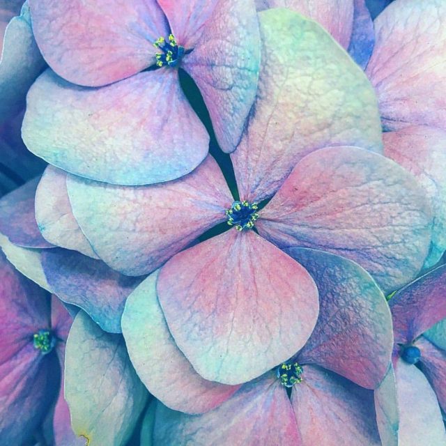 Colors