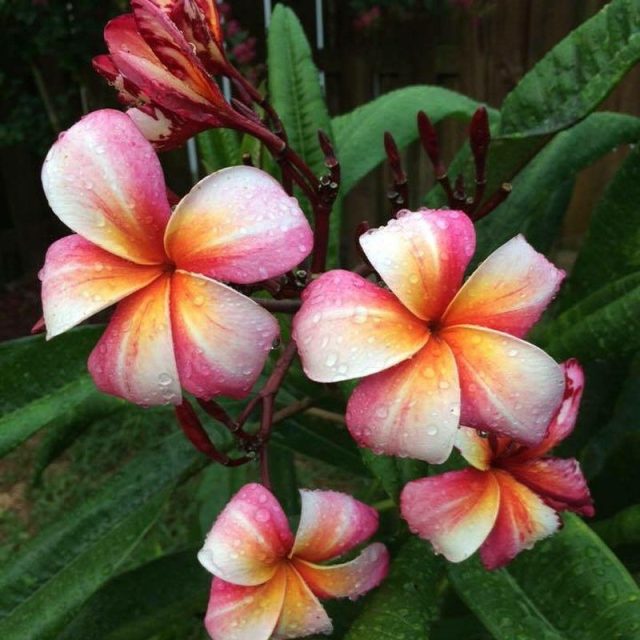 Candied Plumeria