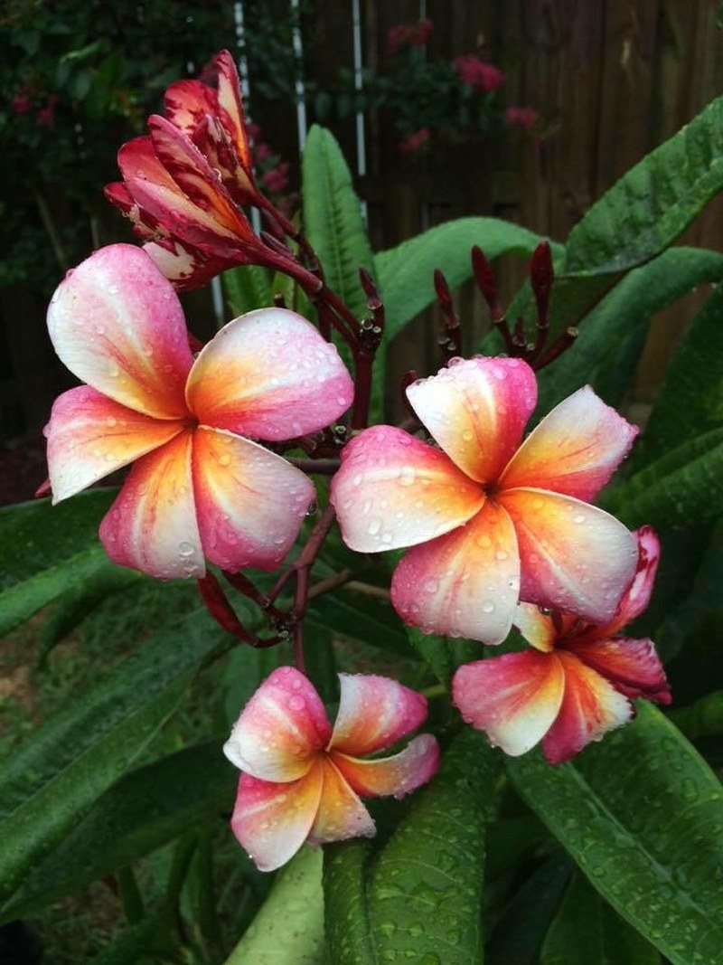 Candied Plumeria