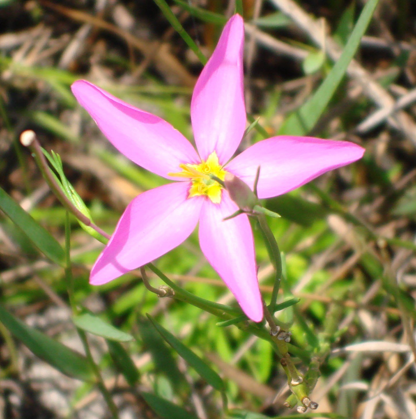 Rose-of-Plymouth