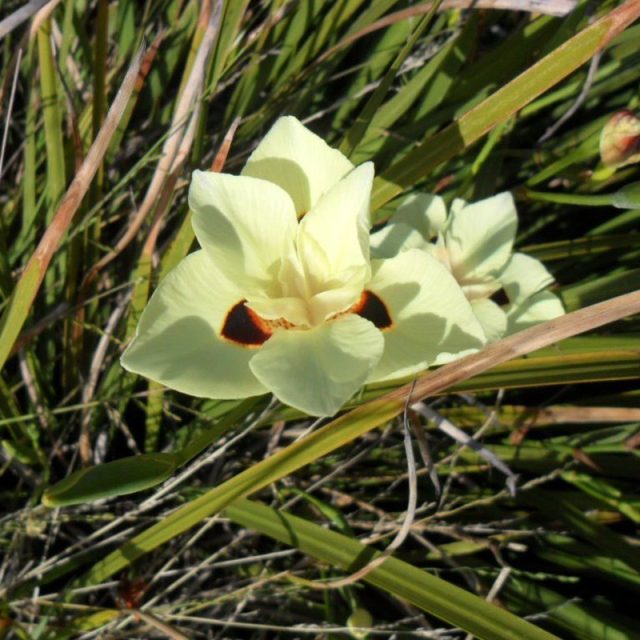 Flower On A San Diego Hike