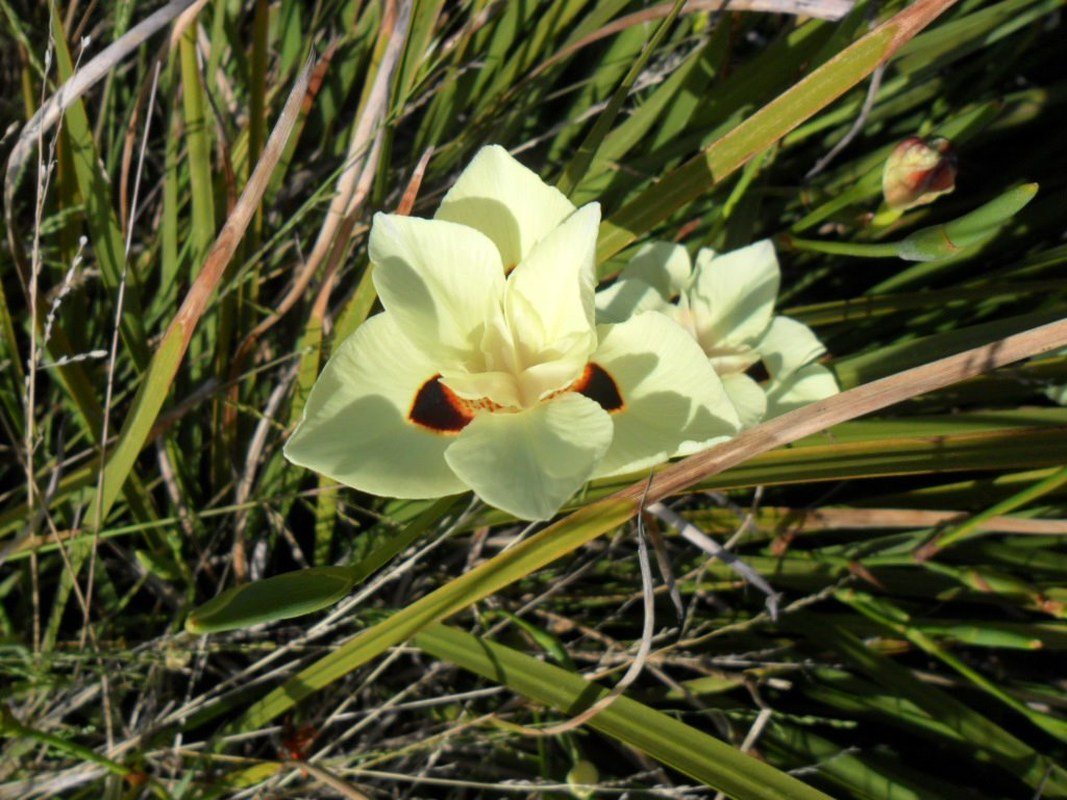 Flower On A San Diego Hike