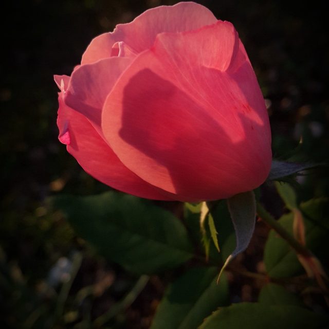 Knock Out Rose