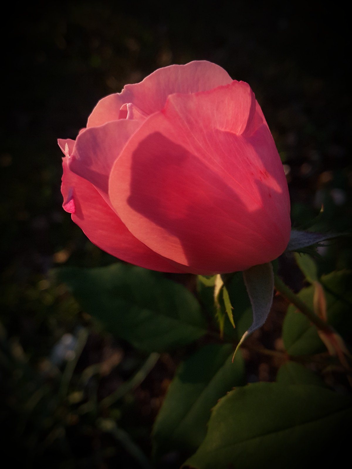 Knock Out Rose