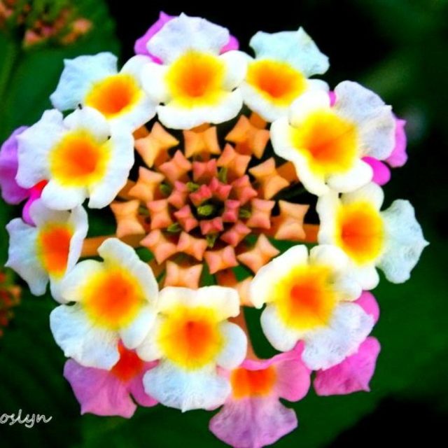 Growing Wild