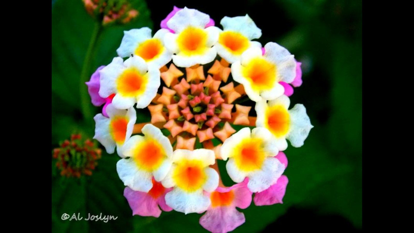 Growing Wild