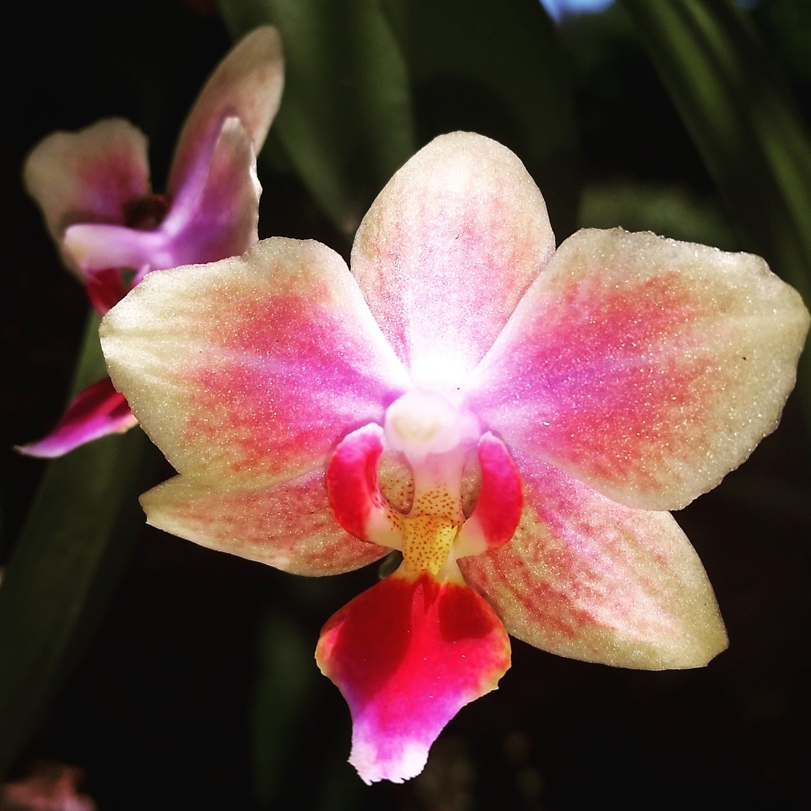 Colorful Beauty