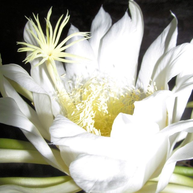 My Night Blooming Cereus