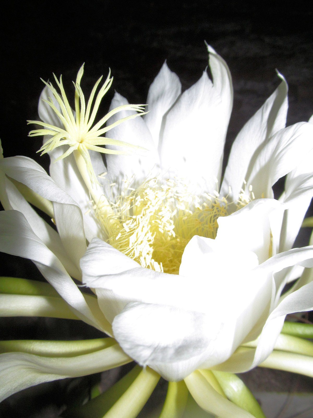 My Night Blooming Cereus