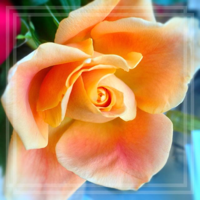 Orange Rose