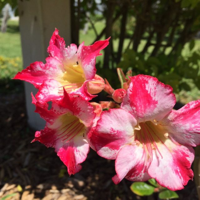 Texas Rose