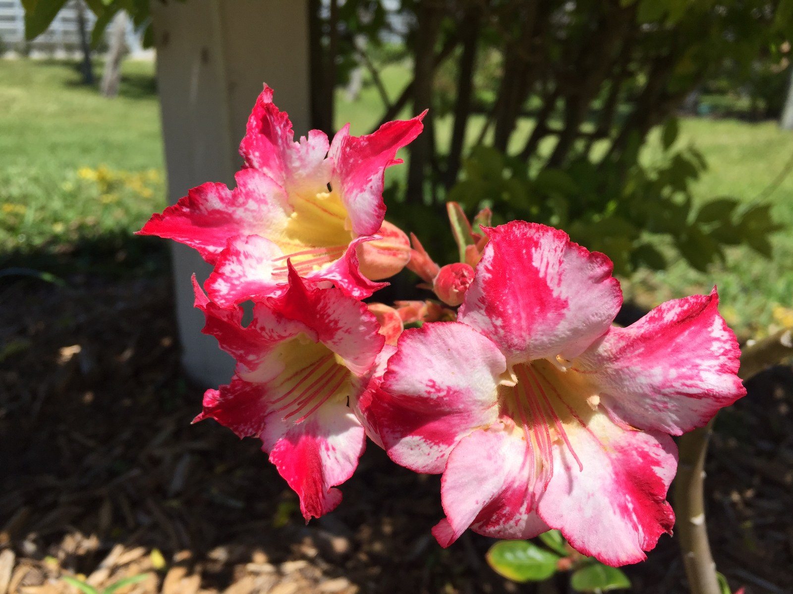 Texas Rose