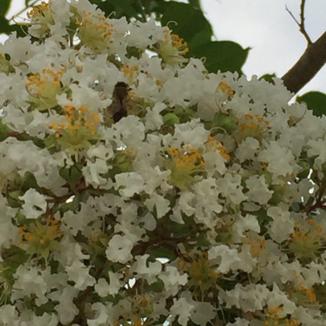 Crape Mrytle With Bee