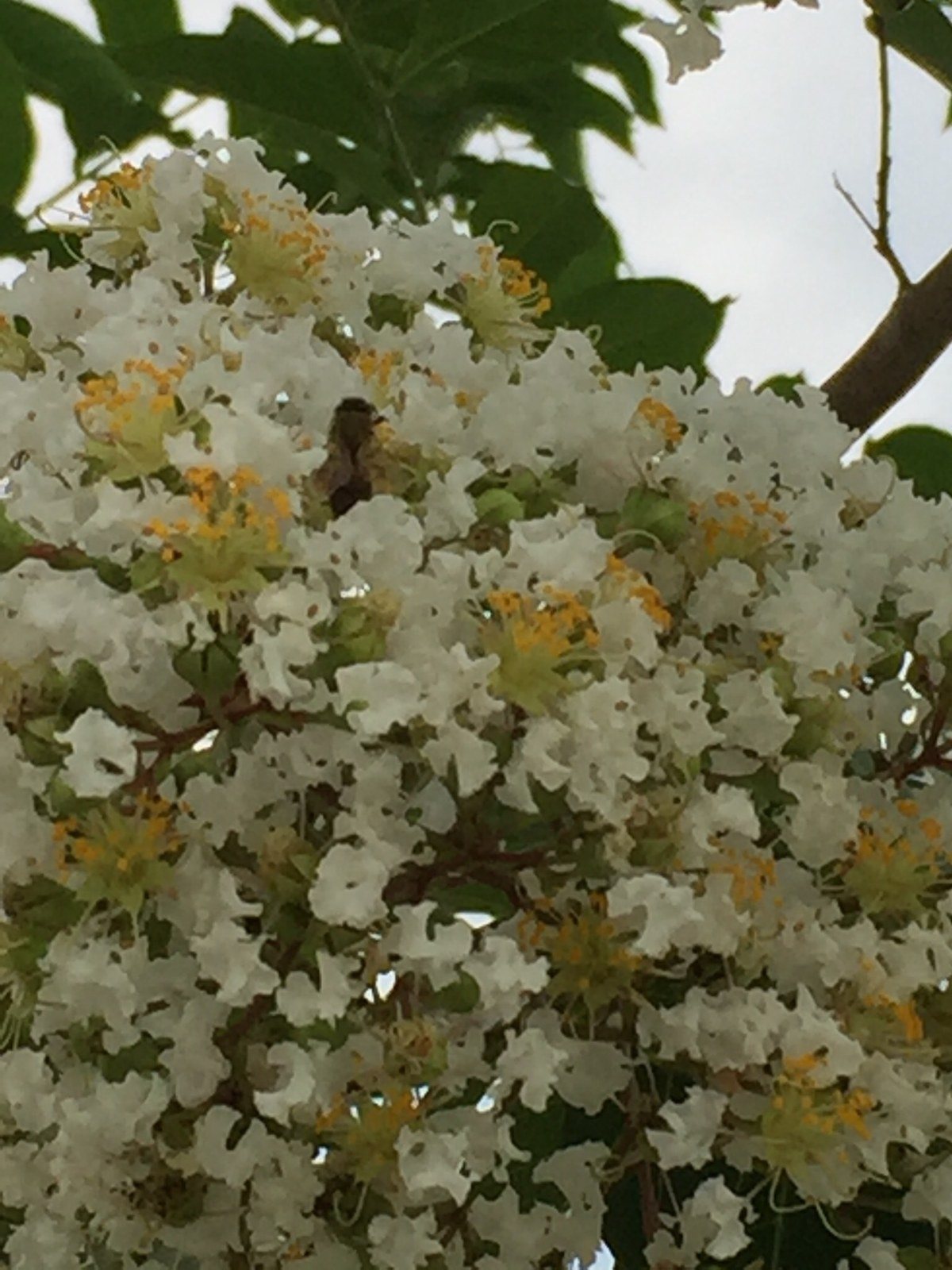 Crape Mrytle With Bee