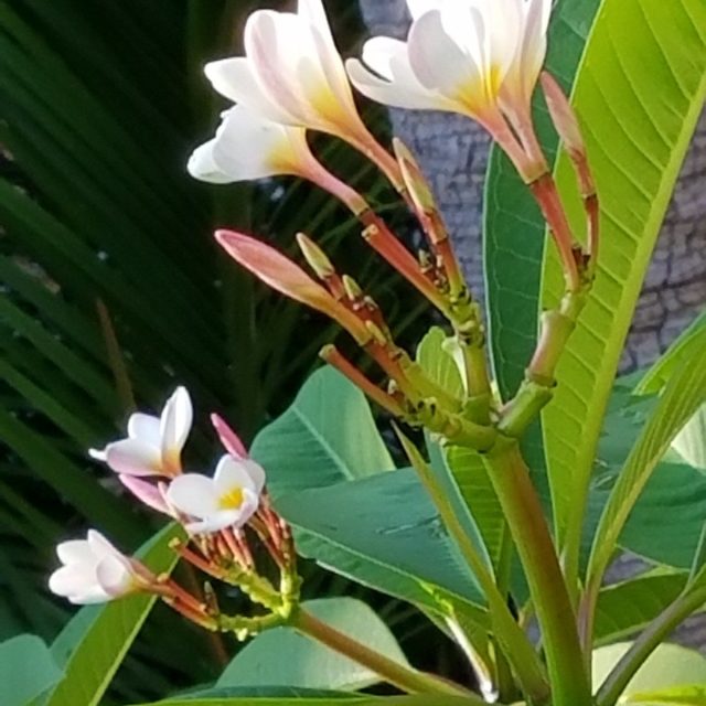 Stature In Nature