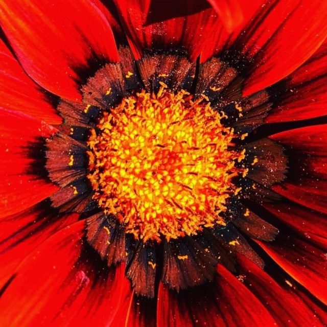 Vibrant