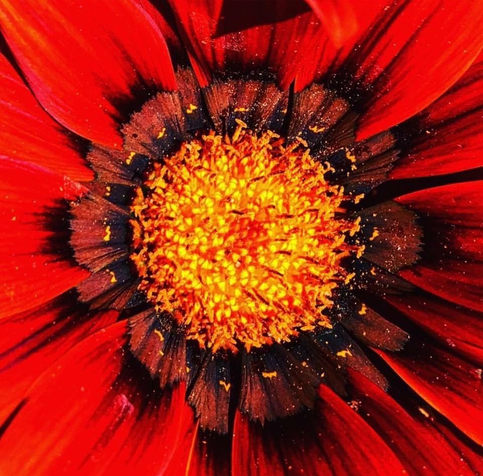 Vibrant