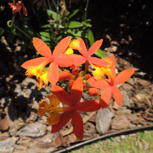 Ground Orchid