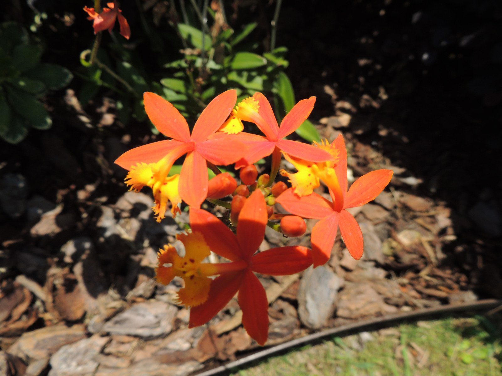 Ground Orchid